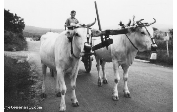 1960 - Un ragazzo alla guida del carro dei buoi