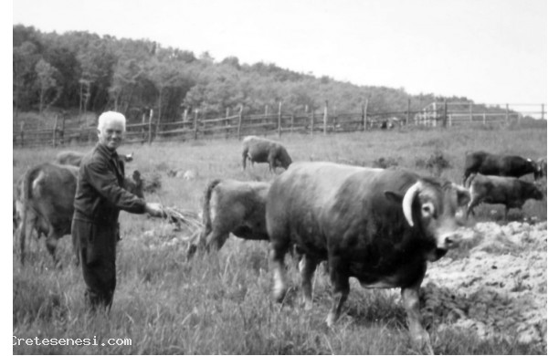1990 - Allevamento libero di bovini