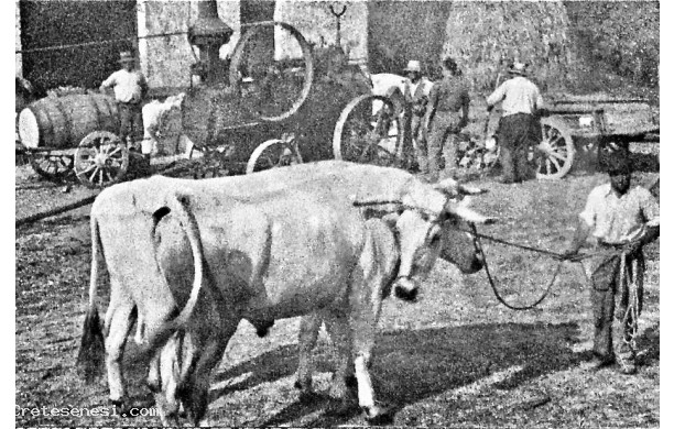 1944 - I buoi da traino per il trasporto del grano trebbiato