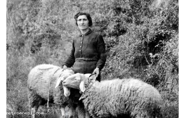 1946, 17 Gennaio - Pecore condotte alla benedizione di Sant'Antonio