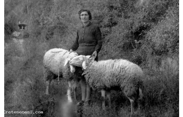 1946 - Pecore condotte alla benedizione di sant'Antonio