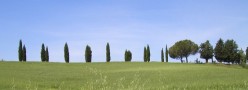 Viale con pini e cipressi