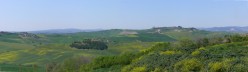 Ginestre in fiore con vescona sullo sfondo