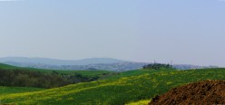 Siena all'orizzonte coperta da un oliveto in cima ad un poggio