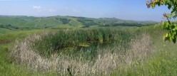 Un piccolo fontone pieno di vegetazione