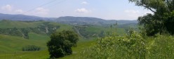 La spiga e la quercia verso Rapolano