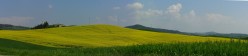 Verde e giallo con il Lecceto sullo sfondo
