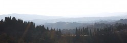 Cipressi su Monte Oliveto