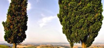 Terrazza sulla Valdarbia