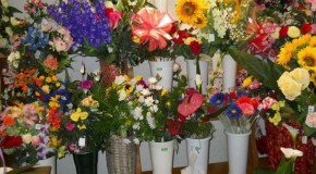 PAPAVERI & PAPERE di Fabiola Vaselli