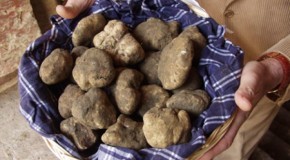 Cooperativa Il TARTUFO delle CRETE SENESI