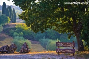 Agritourism - Podere ALBERESE - Az. agraria e agriturismo