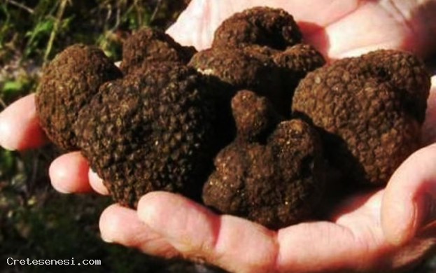 Festa del Tartufo Marzuolo